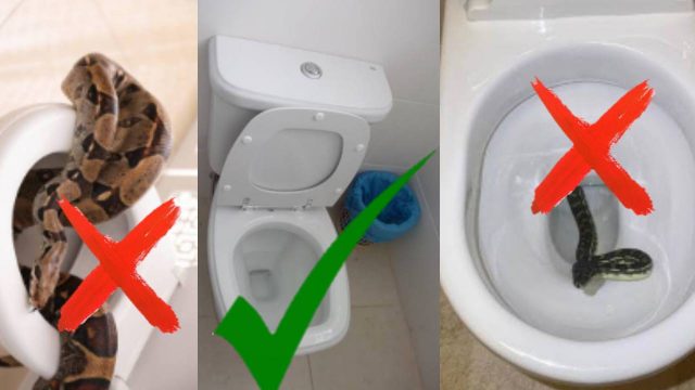 How To Prevent Snakes In Toilets – 7 Effective Ways To Keep Snakes Away From Your Toilets